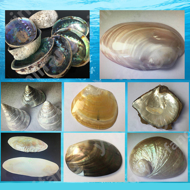 Abalone Sheet Paper for Musica – Musical Instrument Book recenzja i cena